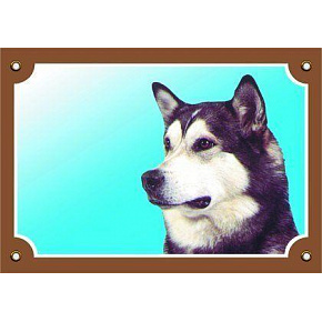 Színes tábla Figyelem kutya, malamut Színes tábla Figyelem kutya, malamut