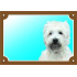Színes jel Figyelem kutya, West highland white terrier