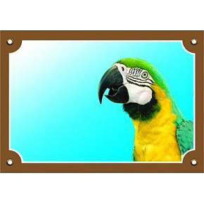 Színes tábla Figyelem kutya, ARA Ararauna