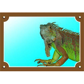 Színes jel Figyelem kutya, Iguana, Iguana