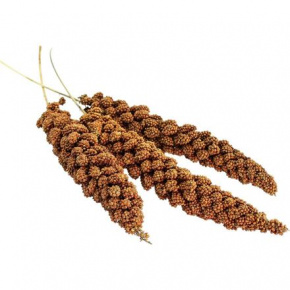 Szenegáli köles kalászban 100 g - AVICENTRA