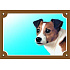 Színes jel Figyelem kutya, Jack Russell Terrier