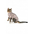 Body Suit Step'n Go Cats 3XS BUSTER testöltözet