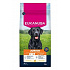 Eukanuba Dog Junior Large friss csirkében gazdag 15kg