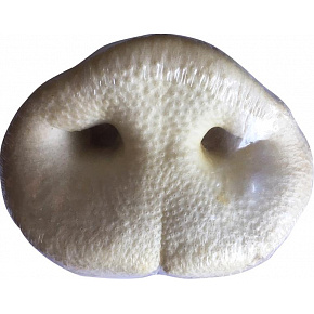 Jack csemege fehér sertésorr 1 db